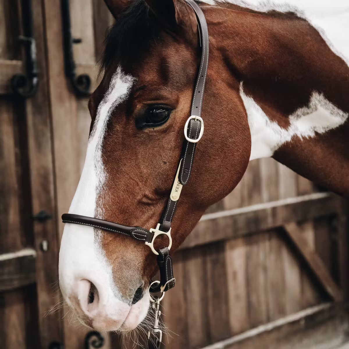 CAVEZZA GROOMING KENTUCKY