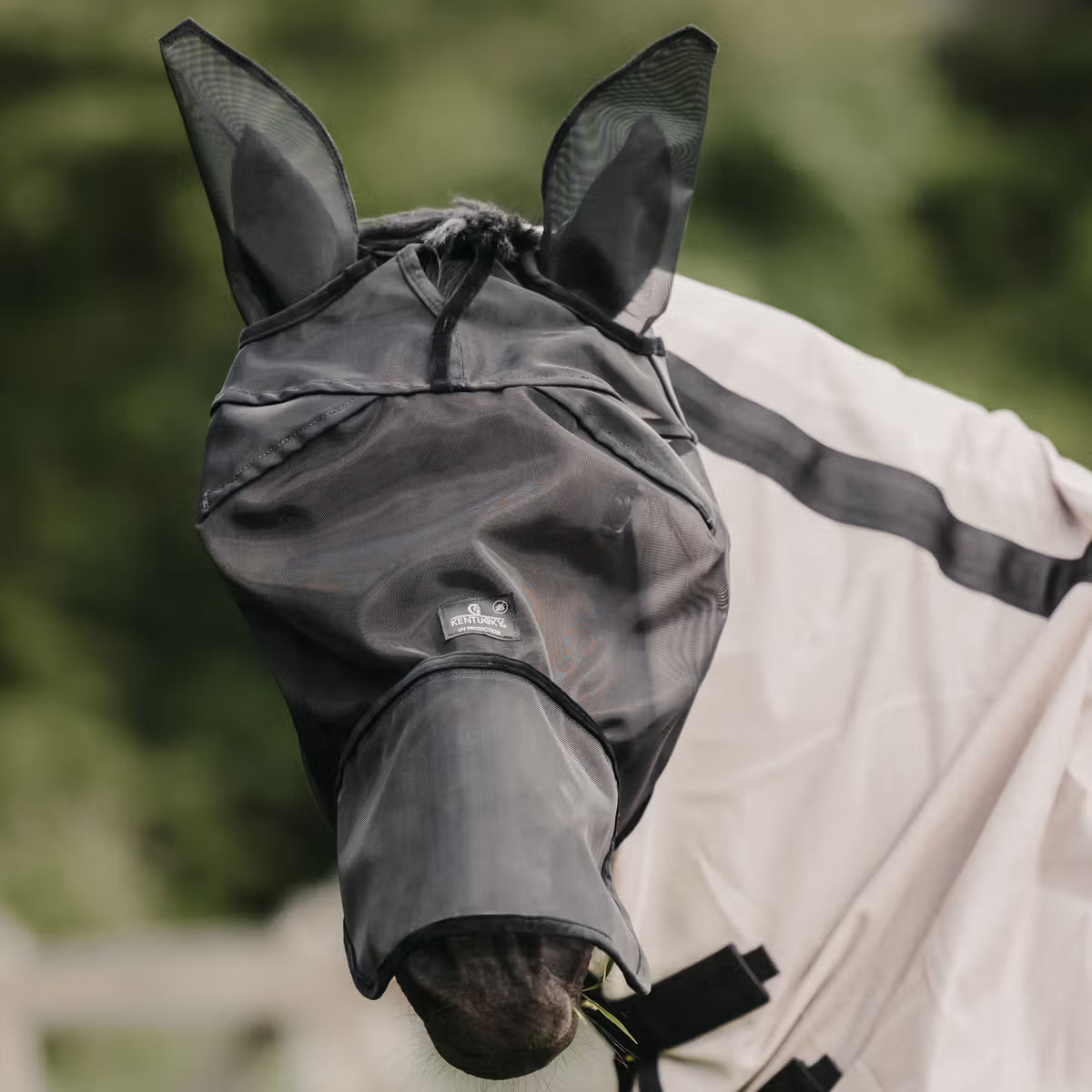 MACHERA ANTI-MOSCHE EARS & NOSE KENTUCKY