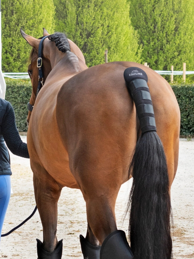 EQUILINE NOLL PARACODA